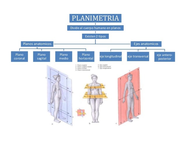 planimetria humana